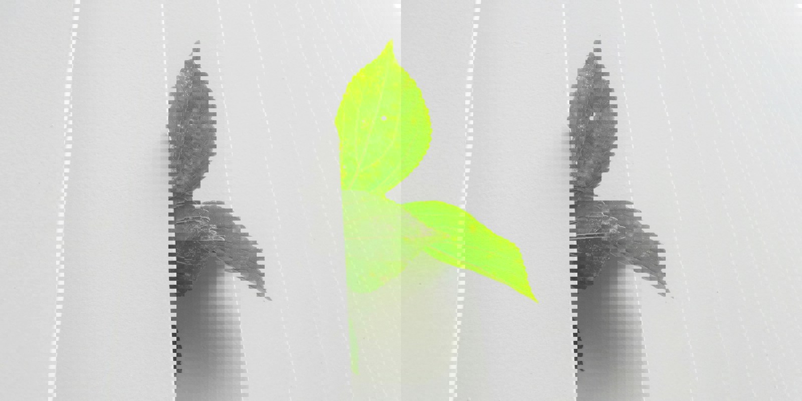 Obrázek Model.Name