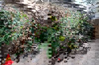 Drazba_Velke_Popovice_31